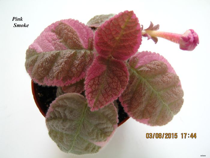 Pink Smoke - Episcia_P