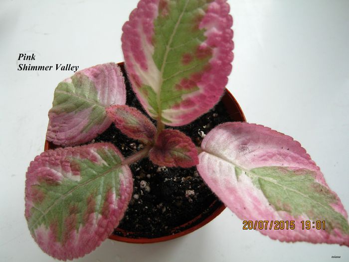 Pink Shimmer Valley - Episcia_P