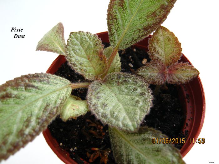 Pixie Dust - Episcia_P