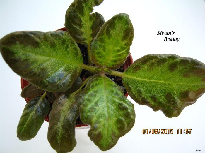 Sylvan s Beauty - Episcia_S