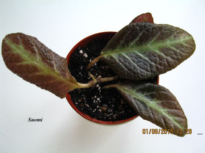 Suomi - Episcia_S