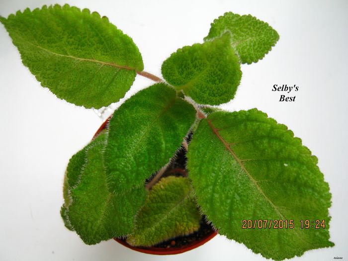 Selby s Best - Episcia_S