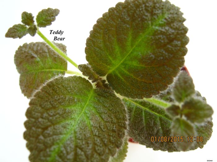 Teddy Bear - Episcia_T