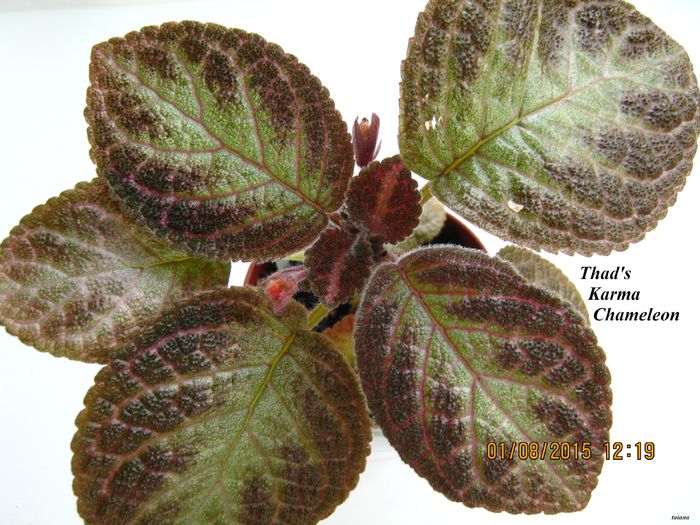 Thads Karma Chameleon - Episcia_T