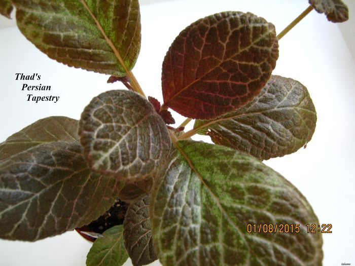 Thads Persian Tapestry