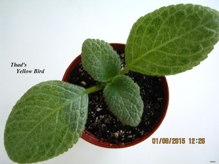 Thad s Yellow Bird - Episcia_T