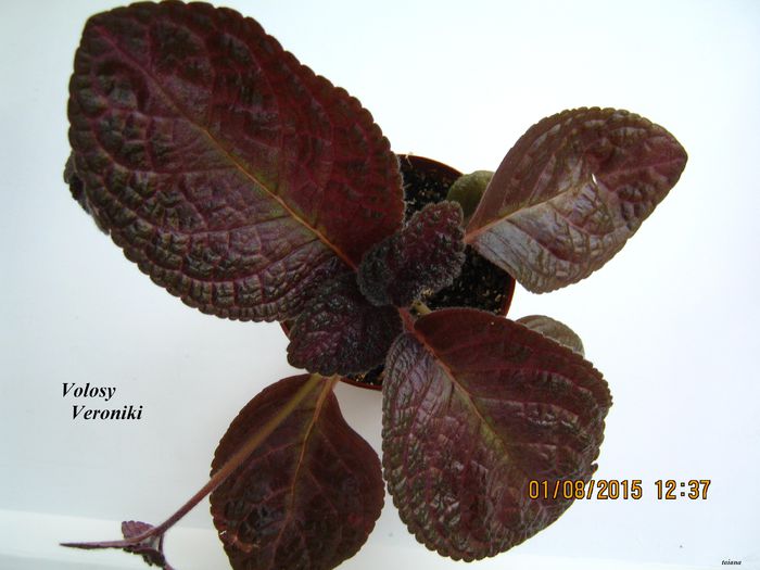 Volosy Veroniki - Episcia_V