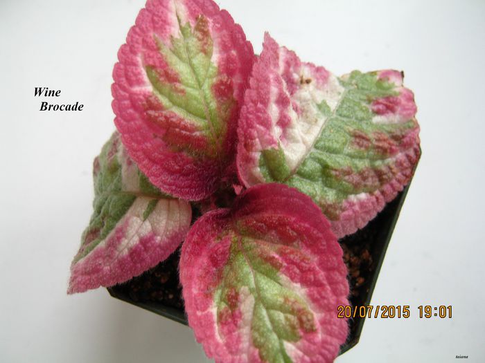 Wine Brocade - Episcia_W