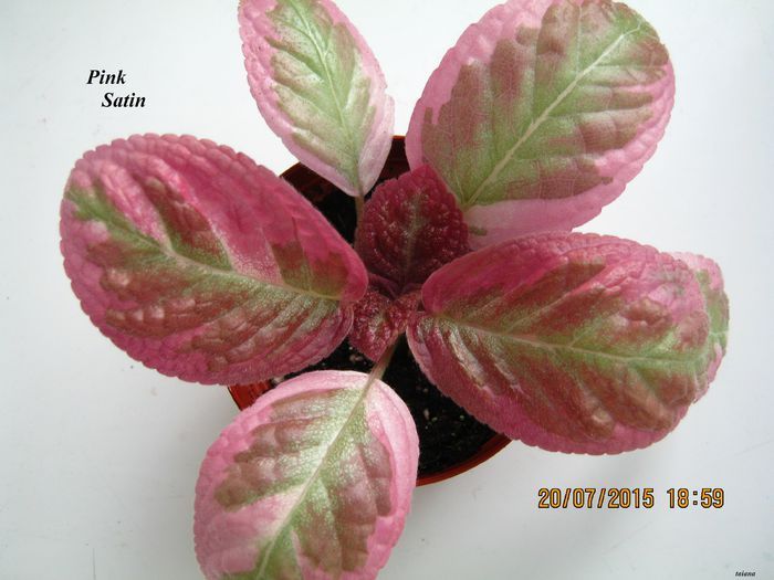 Pink Satin - A VARIEGATE