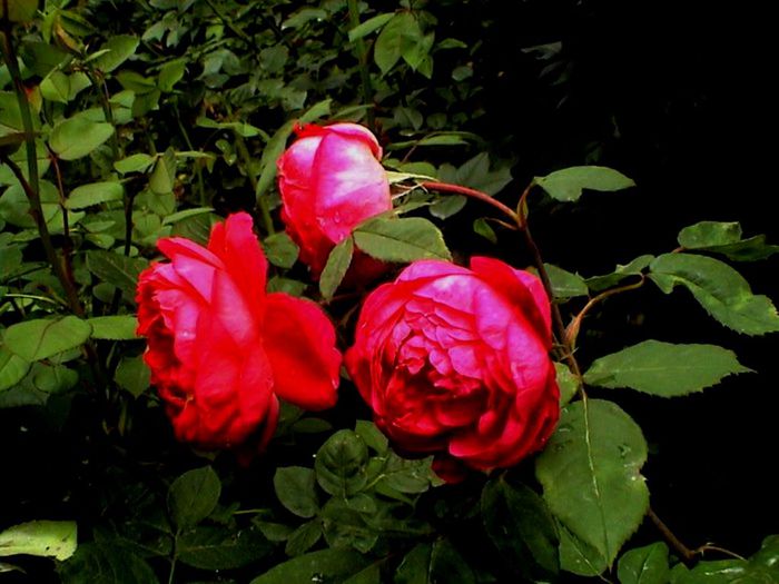 TIMPUL ROZELOR (19)