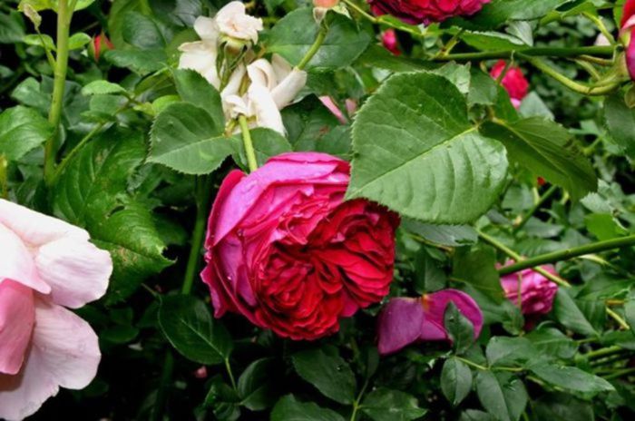 TIMPUL ROZELOR (49)