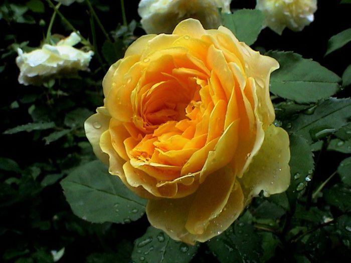 TIMPUL ROZELOR (59)