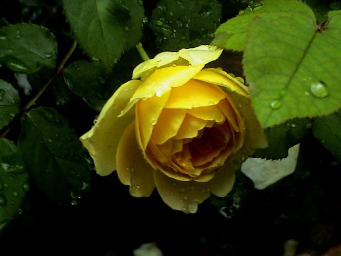 TIMPUL ROZELOR (93)