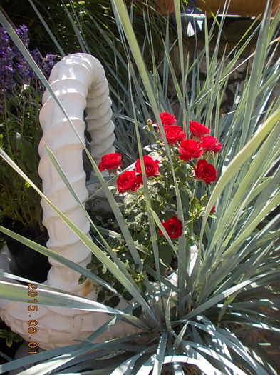 DSCN2359 - 2015 in gradina mea