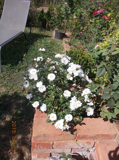 DSCN2411 - 2015 in gradina mea