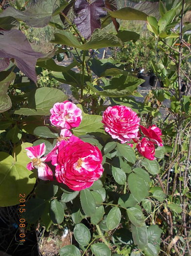 scentimental - 2015 in gradina mea