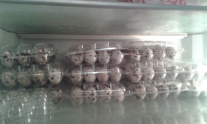 oua de prepelita; Vand oua de prepelita
