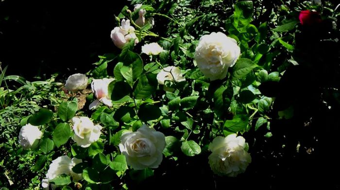 TIMPUL ROZELOR (144)