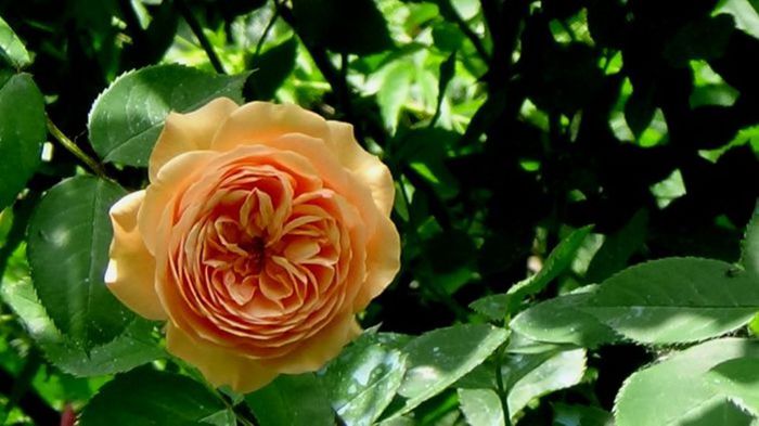 TIMPUL ROZELOR (212)