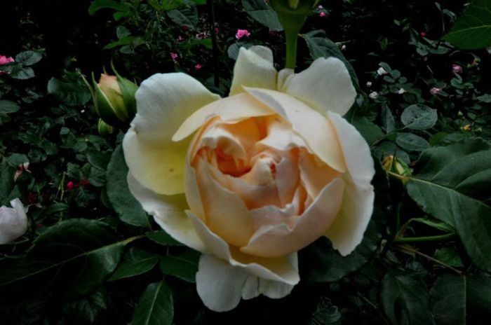 TIMPUL ROZELOR (229)