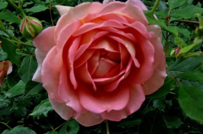 TIMPUL ROZELOR (230)