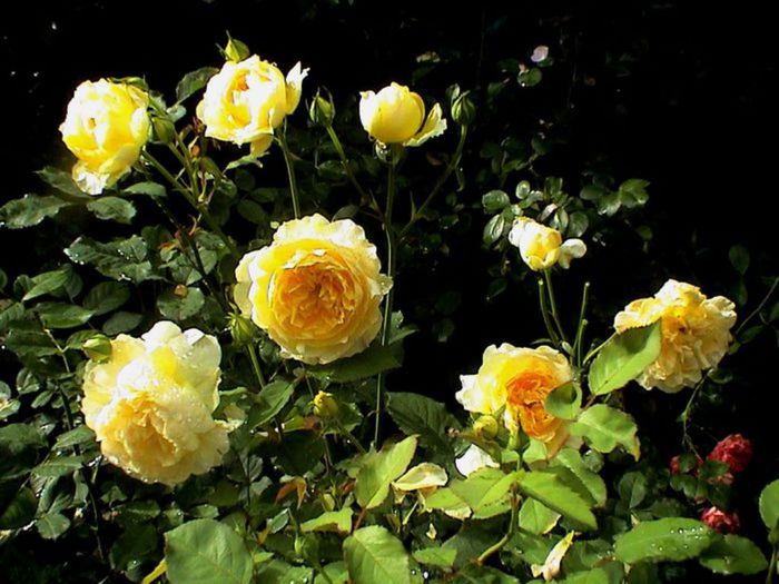 TIMPUL ROZELOR (236)