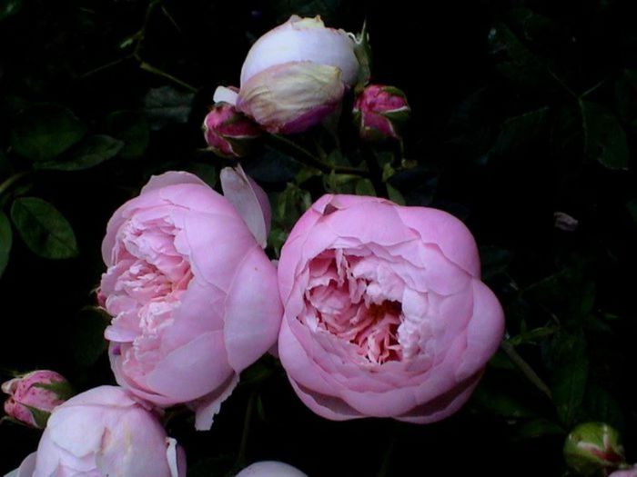 TIMPUL ROZELOR (238)