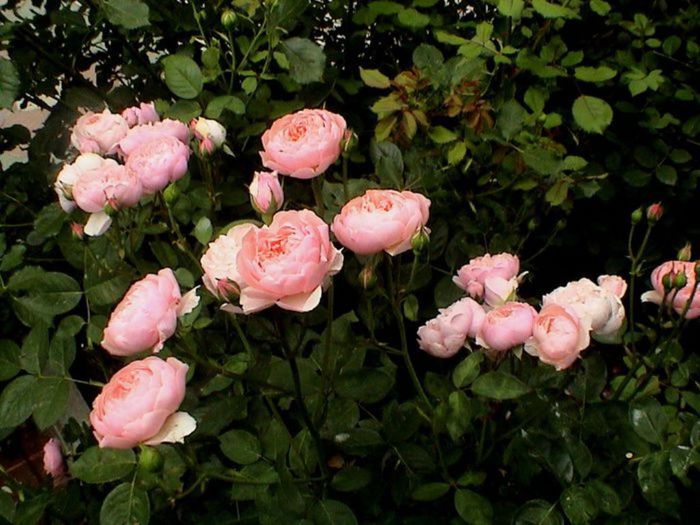 TIMPUL ROZELOR (239)