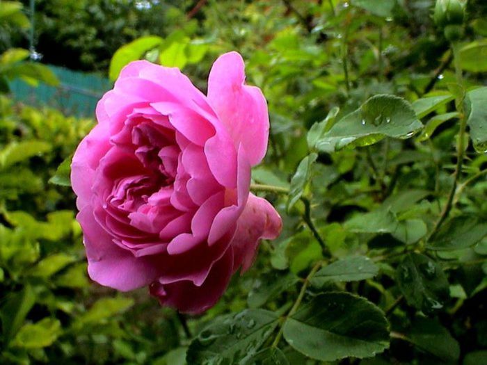 TIMPUL ROZELOR (240)