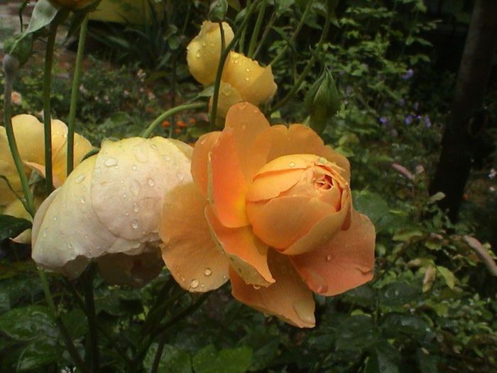 TIMPUL ROZELOR (242)