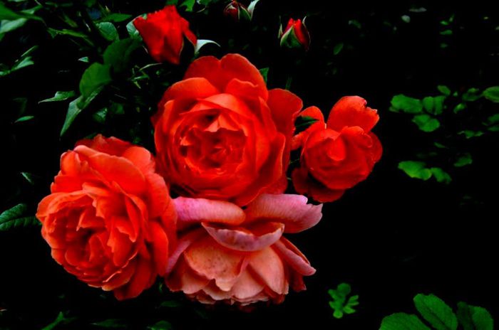 TIMPUL ROZELOR (243)