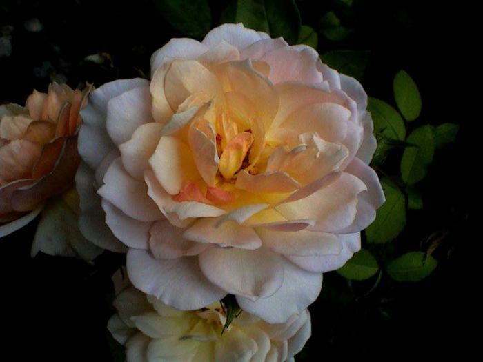 TIMPUL ROZELOR (244)