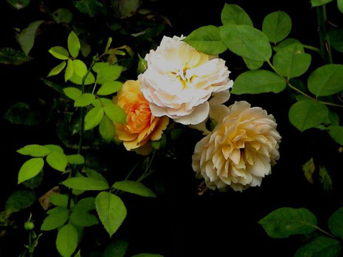 TIMPUL ROZELOR (245)