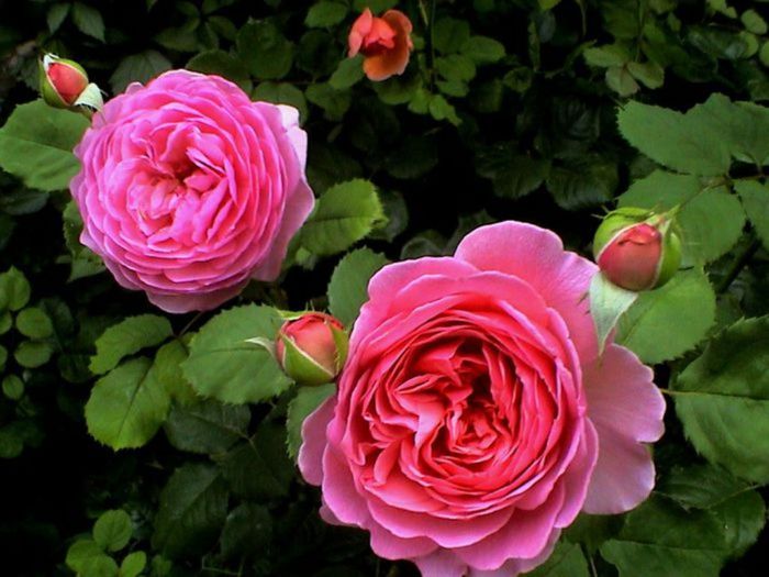 TIMPUL ROZELOR (247)