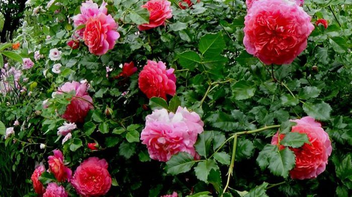 TIMPUL ROZELOR (250)