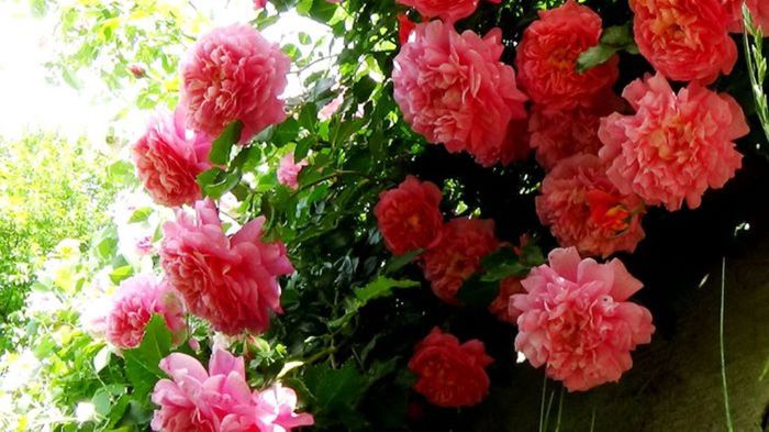 TIMPUL ROZELOR (251)