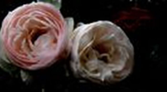 TIMPUL ROZELOR (254)