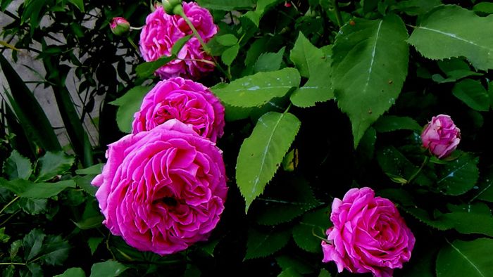 TIMPUL ROZELOR (255)