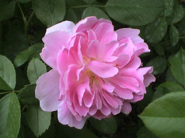 TIMPUL ROZELOR (256)