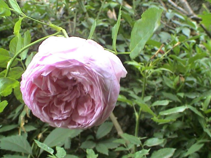 TIMPUL ROZELOR (261)