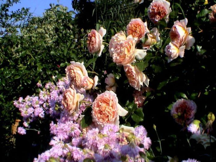 TIMPUL ROZELOR (263)