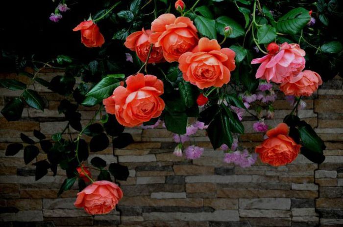 TIMPUL ROZELOR (264)