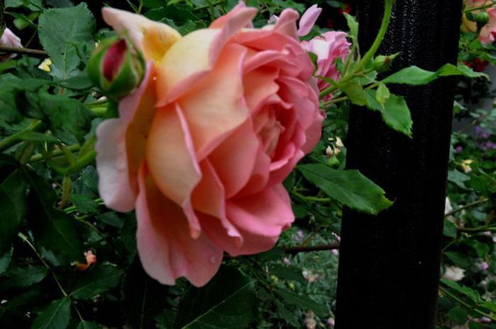 TIMPUL ROZELOR (267)