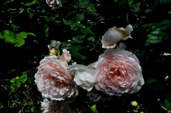 TIMPUL ROZELOR (268)