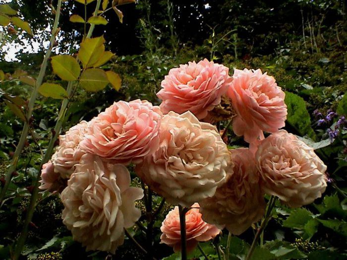 TIMPUL ROZELOR (270)