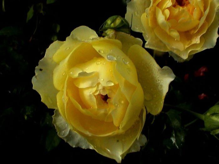 TIMPUL ROZELOR (273)