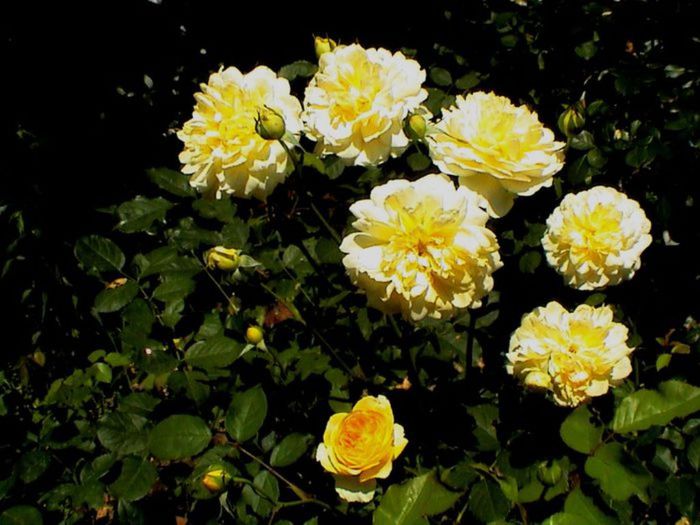 TIMPUL ROZELOR (274)