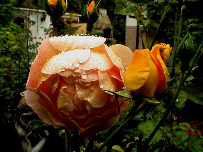 TIMPUL ROZELOR (276)