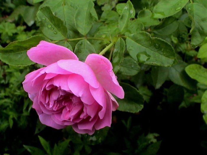 TIMPUL ROZELOR (277)