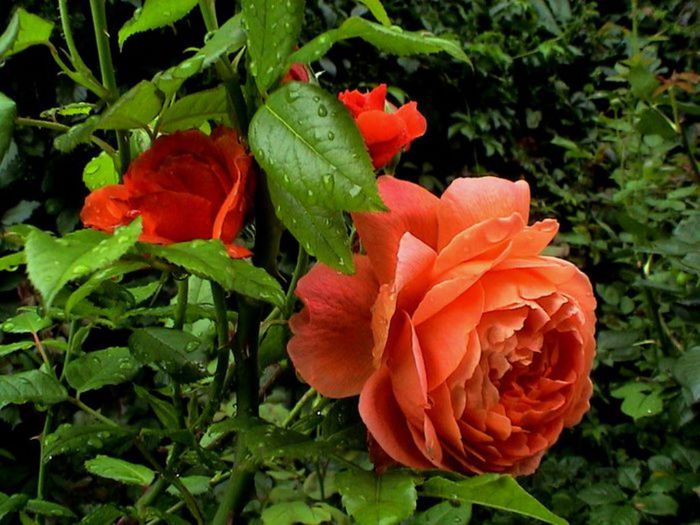 TIMPUL ROZELOR (278)